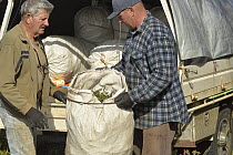 Two men loading sacks of harvested Mountain pepper (Tasmannia lanceolata) foliage into back of truck. It will be dried out to make pepper, Northern Tasmania, Australia. January, 2023.