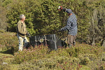 Two men harvesting Mountain pepper (Tasmannia lanceolata) foliage, which will be dried out to make pepper, Northern Tasmania, Australia. January, 2023.