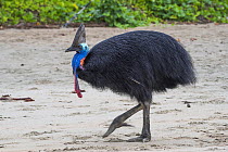 RF - Southern cassowary (Casuarius casuarius) walking along beach, Etty Bay, Queensland, Australia. (This image may be licensed either as rights managed or royalty free.)