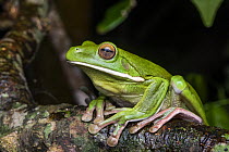 RF - White-lipped green tree frog (Litoria infrafrenata) portrait, Etty Bay, Wet Tropics World Heritage area, Queensland, Australia.  (This image may be licensed either as rights managed or royalty fr...