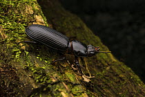 Bess beetle (Pharochilus punctiger) resting on moss-covered log at night, Cunningham's Gap, Queensland  Australia.