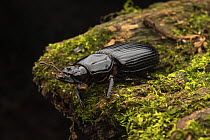 Bess beetle (Pharochilus punctiger) resting on moss-covered log at night, Cunningham's Gap, Queensland  Australia.