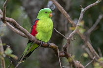 Red-winged parrot (Aprosmictus erythropterus) perched on branch, Warwick, Queensland, Australia.