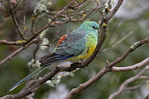 Red-rumped parrot (Psephotus haematonotus) perched on branch, Warwick, Queensland, Australia.