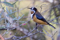 Eastern spinebill (Acanthorhynchus tenuirostris) vising a flowering Grevillea, Bungonia Gorge, New South Wales, Australia.
