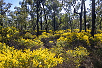 Acacias (Acacia sp.) flowering in the Pilliga scrub forest in spring, north of Coonabarabran, New South Wales, Australia.