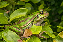 Green and golden bell frog (Litoria aurea) resting in shrub, a large frog with extremely restricted distribution due to Chytrid fungus, Sydney, New South Wales, Australia.