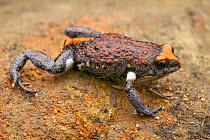 Red-crowned brood frog (Pseudophryne australis) portrait, a small frog only found in the Hawkesbury sandstone region near Sydney, Lane Cove, New South Wales, Australia.