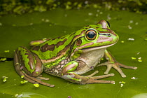 RF - Green and golden bell frog (Litoria aurea) portrait, a large frog with extremely restricted distribution due to Chytrid fungus, Sydney, New South Wales, Australia. (This image may be licensed eit...