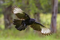 White-winged chough (Corcorax melanorhamphos) in flight, Dungog, New South Wales, Australia.