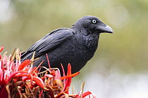 Australian raven (Corvus coronoides) perched on flower, Jarvis Bay, ACT, Australia.