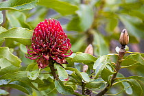 Waratah (Telopea speciosissima) in flower, Jarvis Bay, New South Wales, Australia.