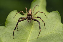 Bronze jumping spider (Helpis minitabunda) resting on leaf, Canberra, ACT, Australia.