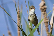 Australian reed warbler (Acrocephalus australis) male, perched among reeds (Typha sp.) at edge of lake, Canberra, ACT, Australia.