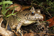 Giant barred frog (Mixophyes iteratus) resting in wet streamside vegetation, Gosford, New South Wales, Australia. Endangered.