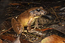 Northern stuttering frog (Mixophyes balbus) portrait, Gosford, New South Wales, Australia.