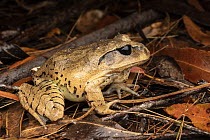 Great barred frog (Mixophyes fasciolatus) portrait, Gosford, New South Wales, Australia.