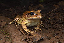 Great barred frog (Mixophyes fasciolatus) resting In forest leaf litter, Goomburra State Forest, Queensland, Australia.
