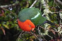 Australian king parrot (Alisterus scapularis) male, perched on branch in high altitude Eucalypt forest, Border Ranges, Queensland, Australia.