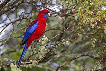 RF - Crimson rosella (Platycercus elegans) perched on branch, Border Ranges, Queensland, Australia. (This image may be licensed either as rights managed or royalty free.)