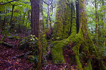 Myrtle beech tree (Nothofagus cunninghamii) covered in moss in eastern Australian temperate rainforest, Border Ranges, Queensland, Australia.