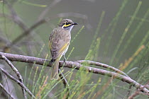 Yellow-faced honeyeater (Lichenostomus chrysops) perched on branch, Inglewood, Queensland, Australia.