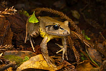 Fleay's barred frog (Mixophyes fleayi) among leaf litter at night at edge of stream, Goomburra State Forest, Queensland, Australia. Endangered.