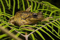 Peron's tree frog (Litoria peronii) resting on leaves at night near edge of pond, Jervis Bay, ACT, Australia.