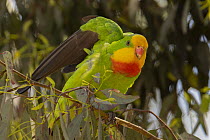 Superb parrot (Polytelis swainsoni) male, perched in Eucalypt tree stretching wings, Canberra, ACT, Australia.