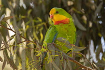 Superb parrot (Polytelis swainsoni) male, perched in Eucalypt tree, Canberra, ACT, Australia.