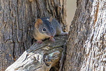 Yellow-footed antechinus (Antechinus flavipes) foraging on tree bark, Warby Ovens National Park, Victoria, Australia.