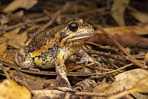 Eastern banjo frog (Limnodynastes dumerilii) camouflaged at night in leaf litter, riverine Eucalypt woodland, Nangiloc, Victoria, Australia.