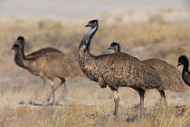 Group of Emus (Dromaius novaehollandiae) male with large chicks, walking over grassland, Thargomindah, Queensland, Australia.