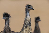 Emu (Dromaius novaehollandiae) male with two large chicks, head portrait, Thargomindah, Queensland.