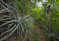Bromeliad plant "Pina de Coche" (Hechtia guatemalensis) in dry forest habitat in the Motagua Valley, a very important plant for endemic species like the Guatemalan beaded lizard (Heloderma charlesboge...