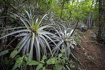 Bromeliad plant "Pina de Coche" (Hechtia guatemalensis) in dry forest habitat in the Motagua Valley, a very important plant for endemic species like the Guatemalan beaded lizard (Heloderma charlesboge...