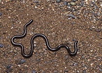 Black blind snake (Epictia goudotii), 20 cm in length, moving over gravel, Heloderma Natural Reserve, Zacapa, Guatemala.