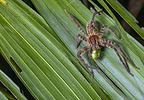 Hunting spider (Cupiennius salei) feeding on insect prey in rainforest, Caribbean Slope of Guatemala, Sierra Caral Reserve, Izabal, Guatemala.