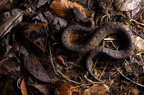 Hognose viper (Porthidium nasutum) resting in leaf litter, Sierra Caral, Izabal, Guatemala.