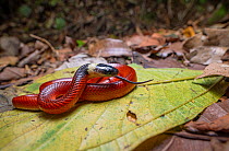 Mussurana snake (Clelia clelia) juvenile, resting on a leaf in rainforest, Sierra Caral, Izabal, Guatemala.