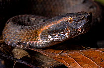 Hognose viper (Porthidium nasutum) portrait, Sierra Caral, Izabal, Guatemala.