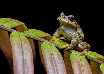 Las Palmas spikethumb frog (Plectrohyla quecchi) resting on leaf, Ranchitos del Quetzal Natural Reserve, Baja Verapaz, Guatemala. Endangered.