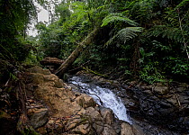 Stream flowing over rocks amongst dense cloud forest vegetation, Ranchitos del Quetzal Natural Reserve, Baja Verapaz, Guatemala. August, 2023.