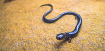 Chimaltenango worm salamander (Oedipina ignea) portrait, Atitlan Volcano, Guatemala. Endangered.