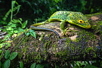 Alligator lizard (Abronia meledona) resting on moss covered log in rainforest, Guatemala. Endangered.
