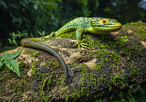 Alligator lizard (Abronia meledona) resting on moss covered log in rainforest, Guatemala. Endangered.