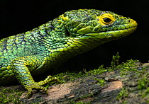 Alligator lizard (Abronia meledona) portrait, Guatemala. Endangered.