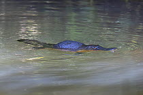 RF - Platypus (Ornithorhynchus anatinus) surfacing between foraging dives, Yungaburra, Queensland, Australia. (This image may be licensed either as rights managed or royalty free.)
