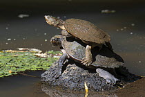Two Saw-shelled turtles (Elseya latisternum) on rock in middle of pool, one on top of the other, competing for basking postion, Yungaburra, Queensland, Australia.