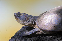 Saw-shelled turtle (Elseya latisternum) portrait, Yungaburra, Queensland, Australia.